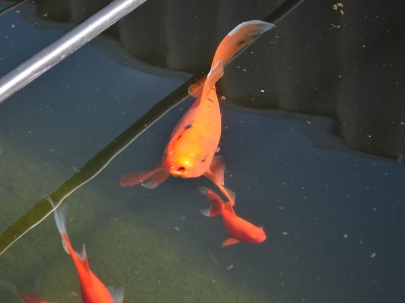 14 Aussat Drive, Eden Hill WA 6054