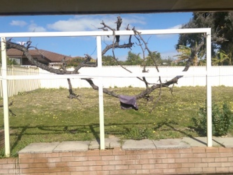 3 Snowberry Retreat, Mirrabooka WA 6061