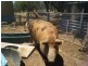 20271 Great Southern Highway, Highbury WA 6313