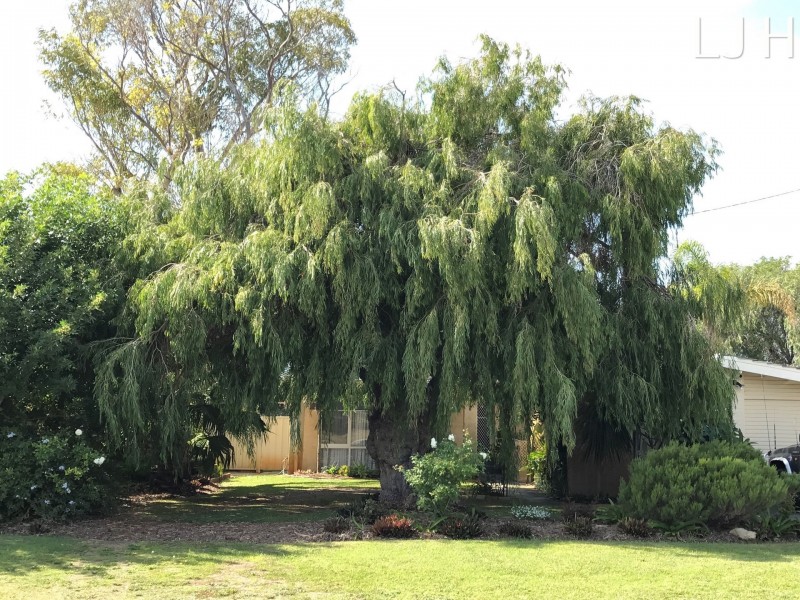 8 Pictor Court, Rockingham WA 6168