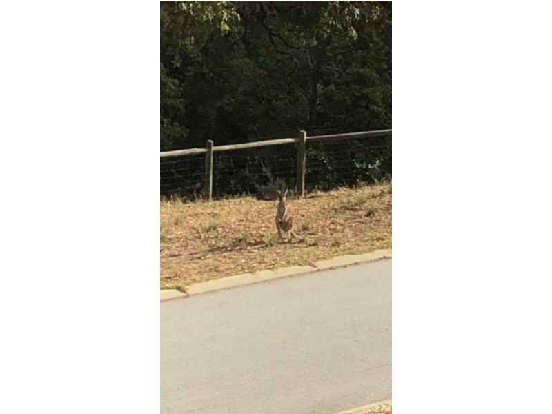 13 Treetop Way, Baldivis WA 6171