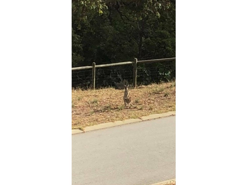 13 Treetop Way, Baldivis WA 6171