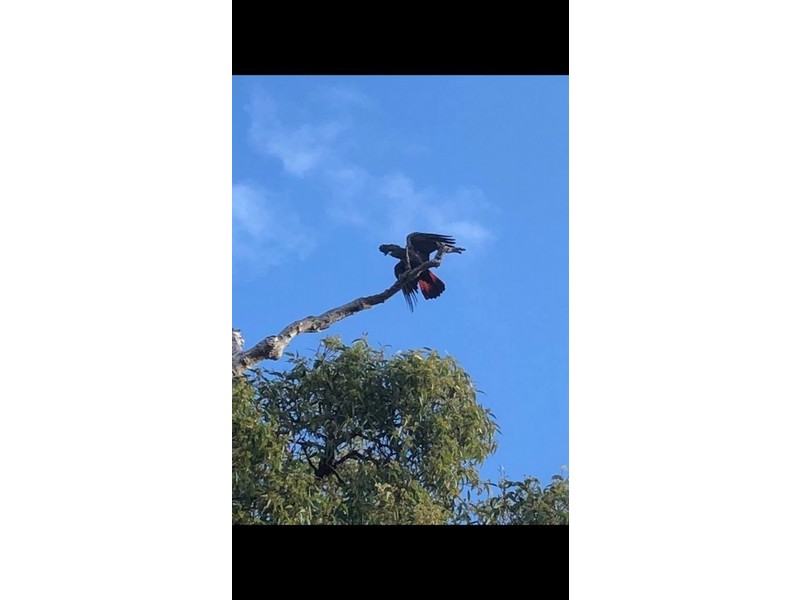 13 Treetop Way, Baldivis WA 6171