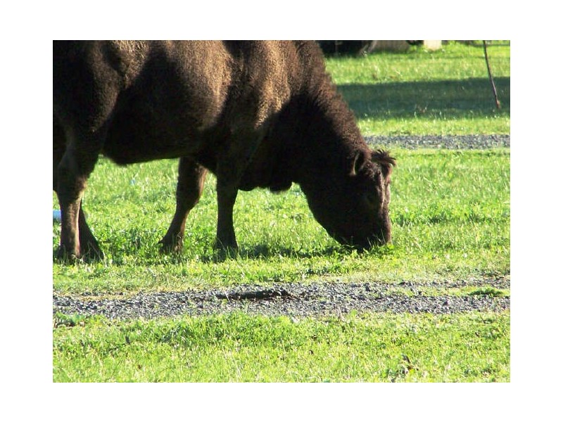 25 Tallagandra Court, Serpentine WA 6125