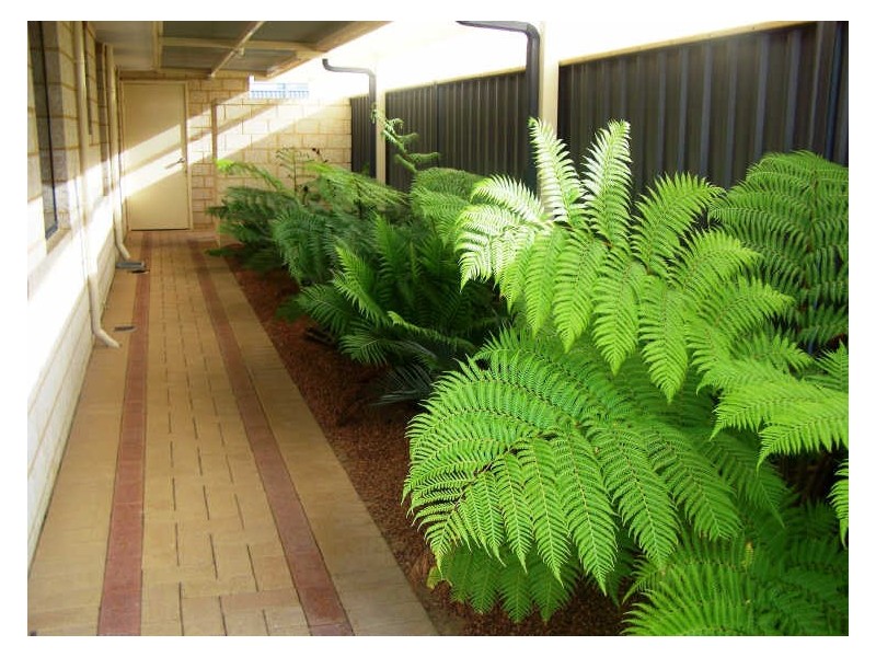 29 Gecko Road, Baldivis WA 6171