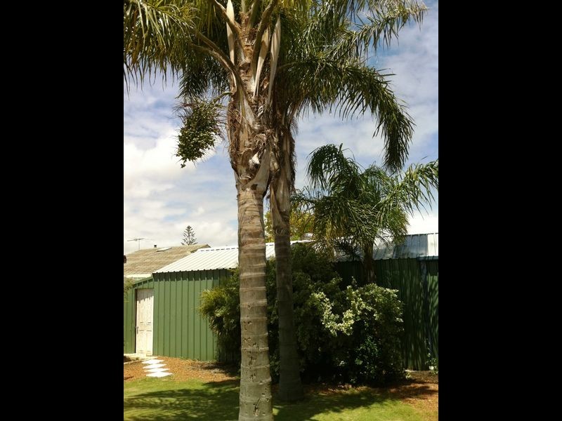 3 Seabrooke Avenue, Rockingham WA 6168