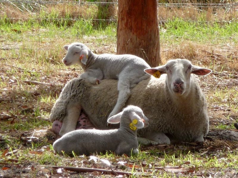 514 Hopeland Road, Hopeland WA 6125