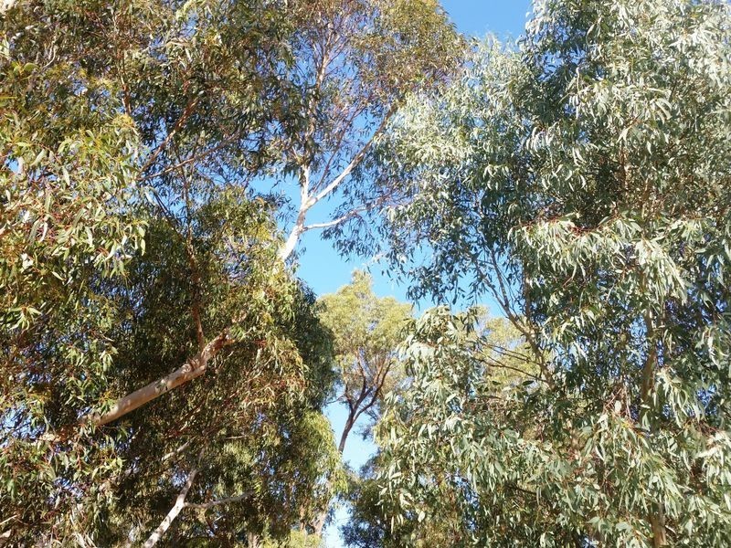 25 Stakehill Road, Karnup WA 6176