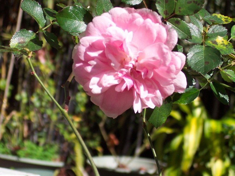 70 Spring Road, Kalamunda WA 6076