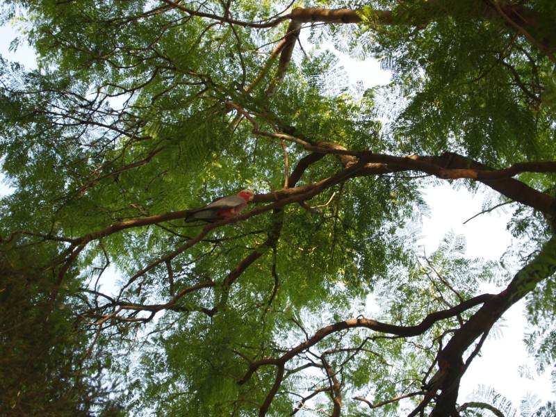 53 Asteroid Way, Carlisle WA 6101