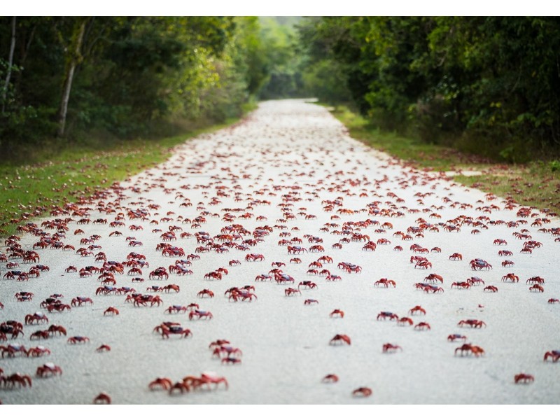 47 Taman Sweetland Circuit, Christmas Island WA 6798