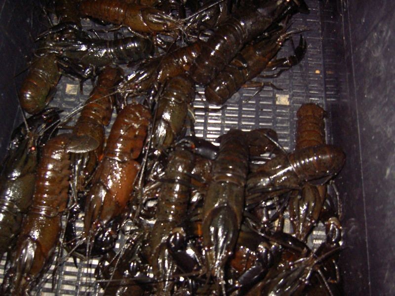 899 Elliot Road, Keysbrook WA 6126