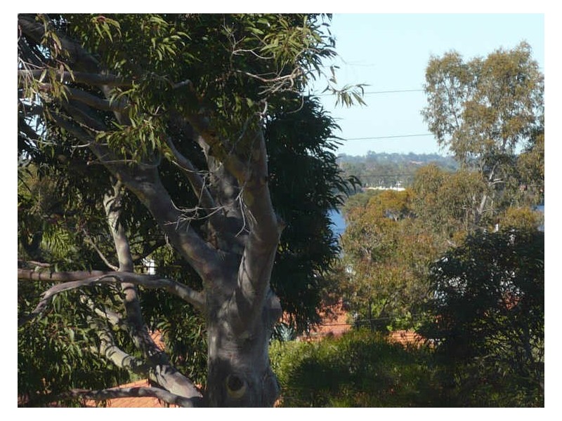 Lot 3/18 Farnham Street, Bentley WA 6102
