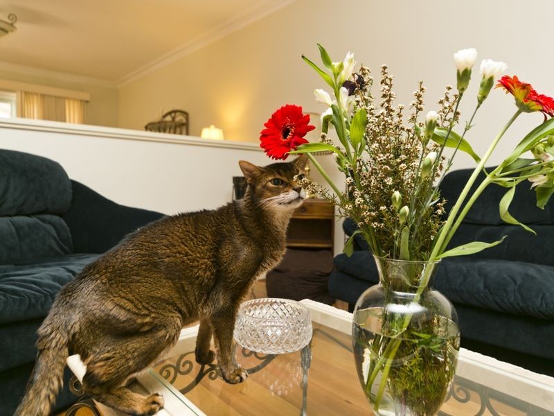 26 Station Street, Wembley WA 6014