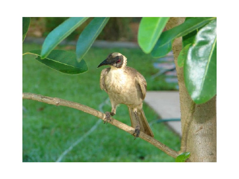 50 Yirra Crescent, Rosebery NT 0832