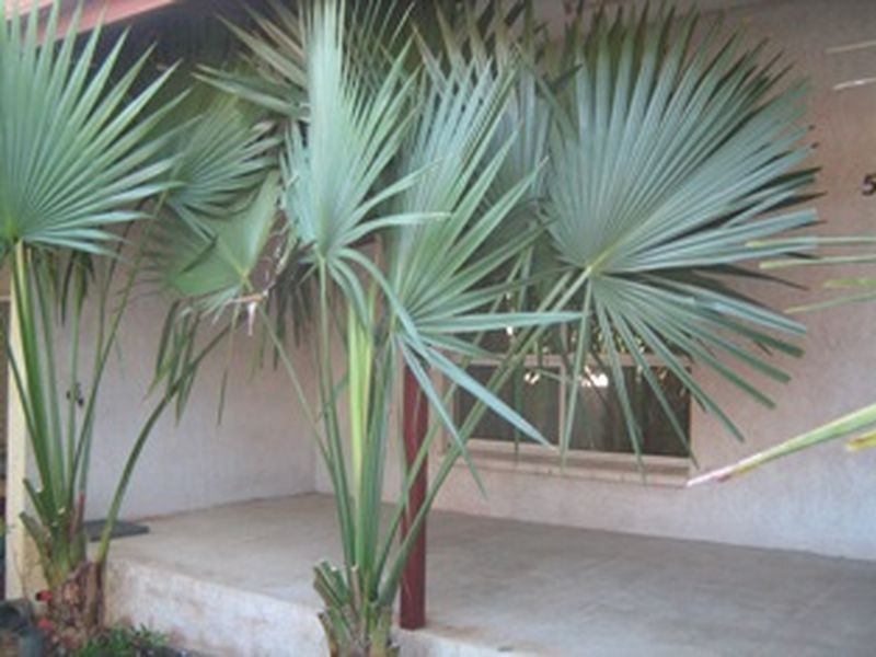 5/17 Rosetta Street, Gray NT 0830