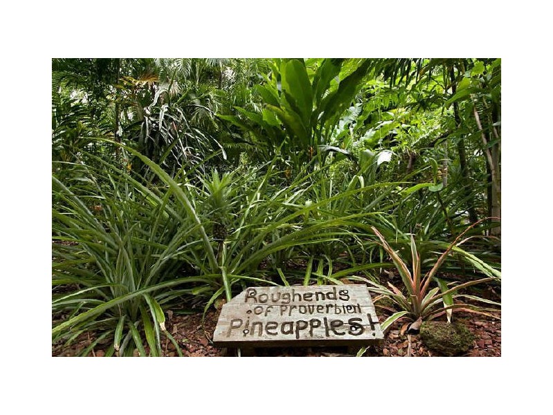 4 Ferntree Street, Nightcliff NT 0810