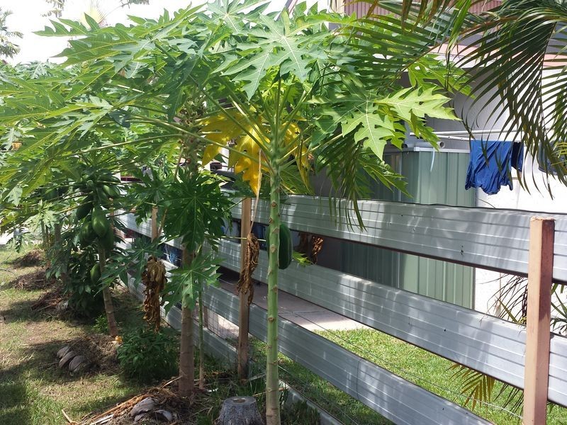 4/33 Ellengowan Drive, Alawa NT 0810