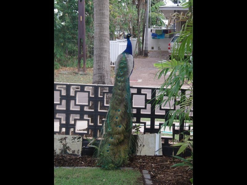 4/14 Melville Street, The Gardens NT 0820