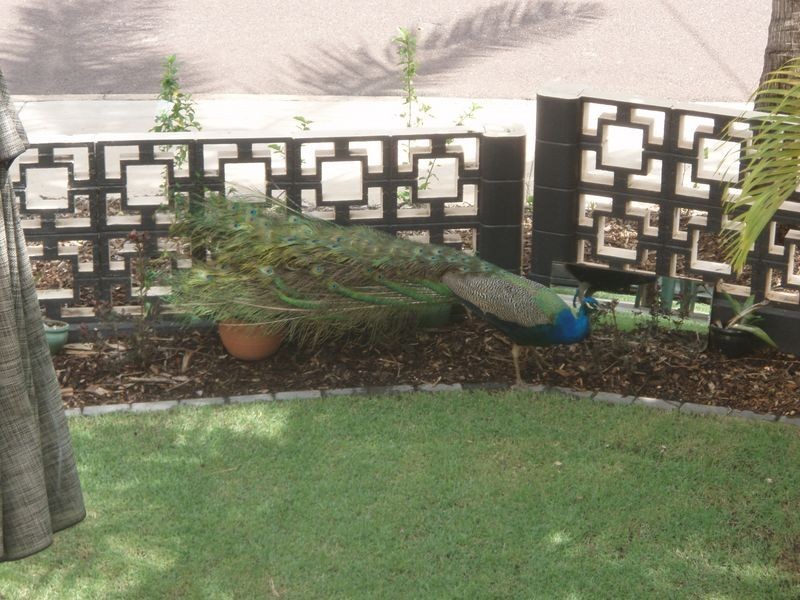 4/14 Melville Street, The Gardens NT 0820