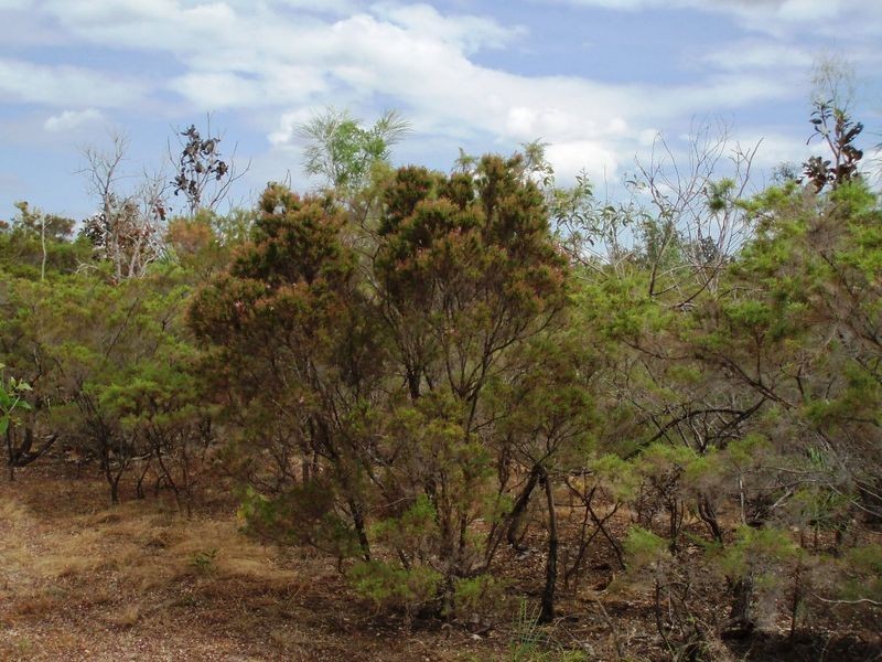 75 Barramundi Drive, Dundee Downs NT 0840