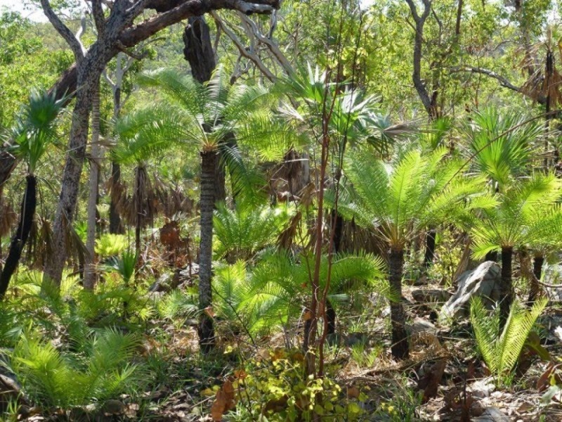 445 Chinner Road, Lake Bennett NT 0822