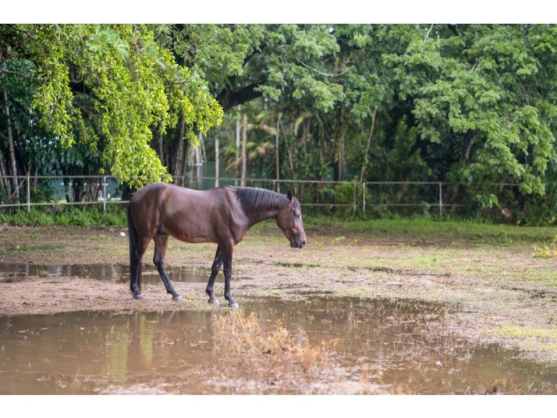 50 Horne Road, Bees Creek NT 0822