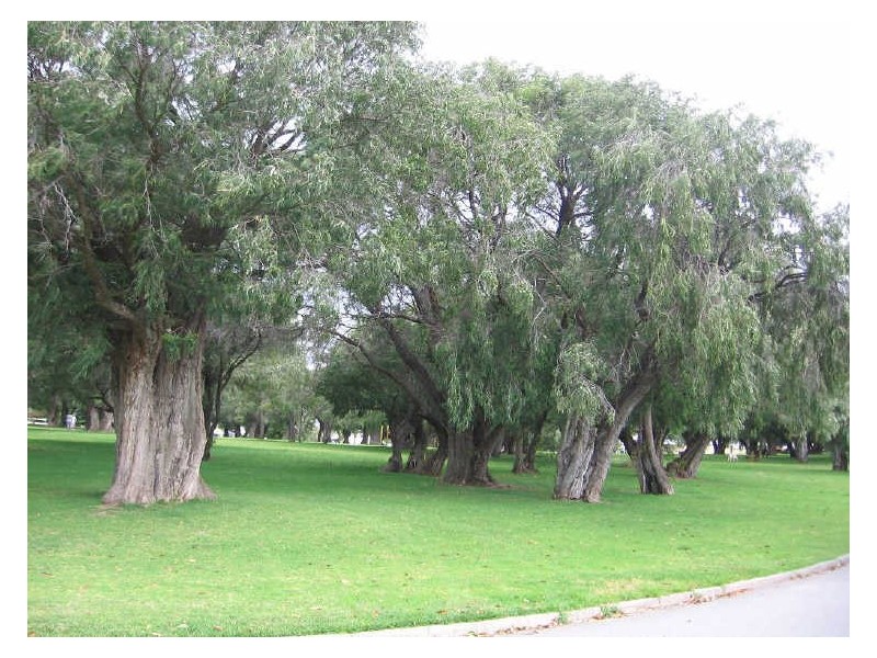 63A Birdwood Circus, Bicton WA 6157