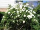 45B Westbury Crescent, Bicton WA 6157