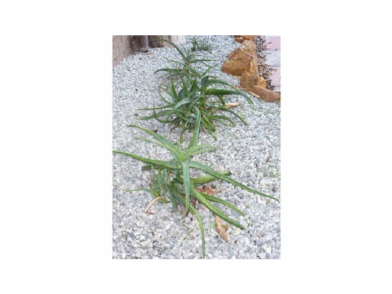 5/50-52 Leach Highway, Wilson WA 6107