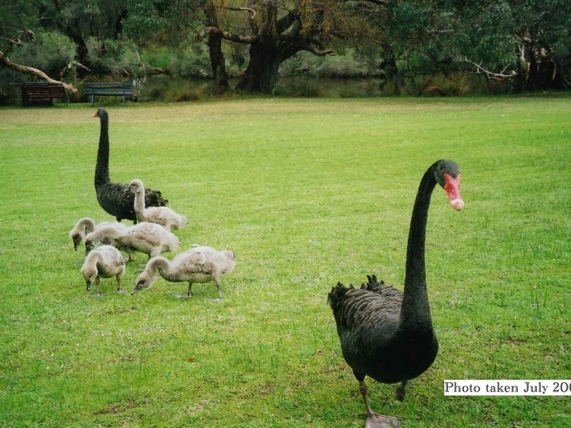 7 Willaring Drive, Beckenham WA 6107