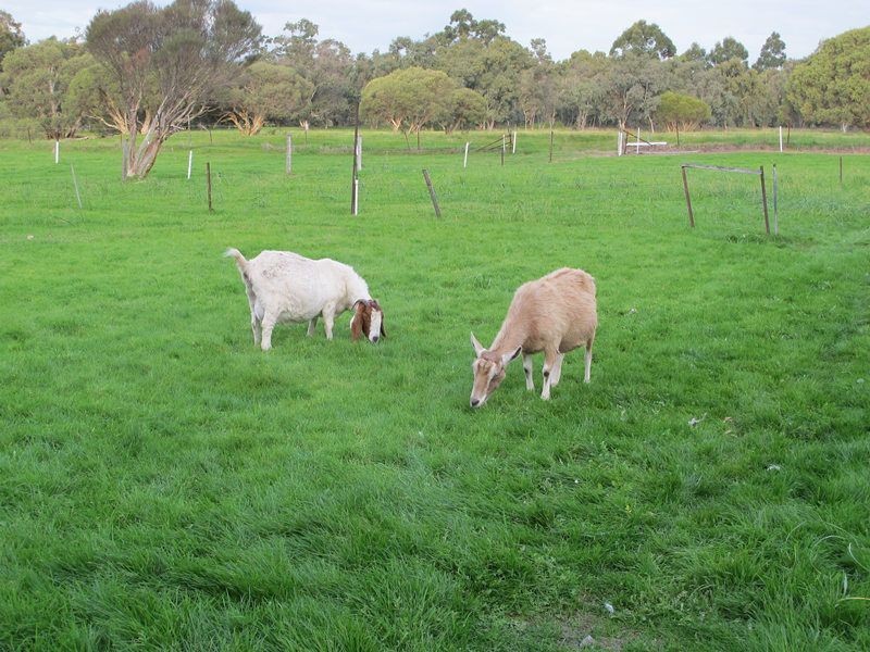 77 Matison Street, Southern River WA 6110