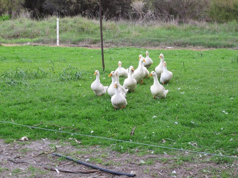 77 Matison Street, Southern River WA 6110