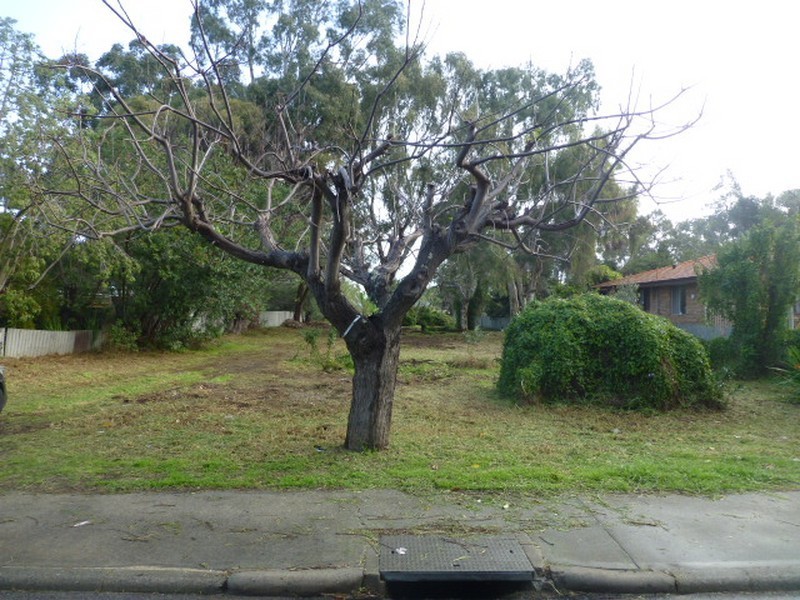 19 Westfield Street, Maddington WA 6109