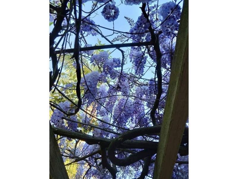 21 Osprey Way, Thornlie WA 6108