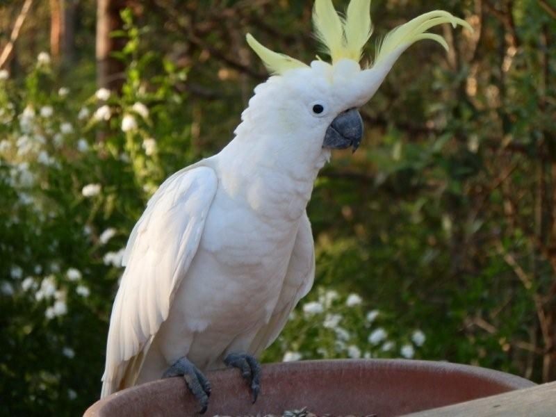 3 Somers Street, Cashmere QLD 4500