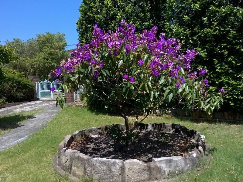 123 Prince Edward Avenue, Earlwood NSW 2206