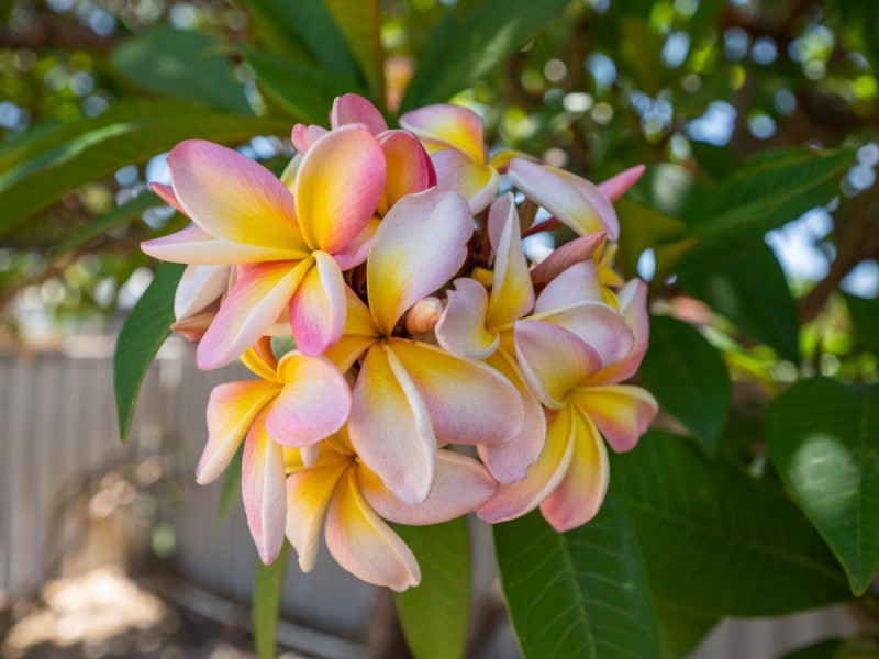 159 Belgravia Street, Belmont WA 6104