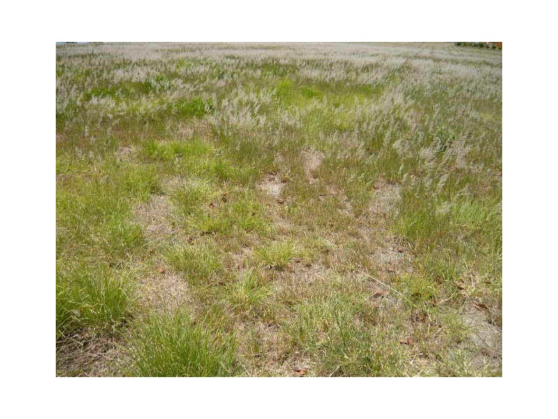 Laidley Heights QLD 4341