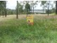 Laidley Heights QLD 4341