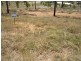 Gatton QLD 4343