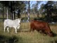 Gatton QLD 4343