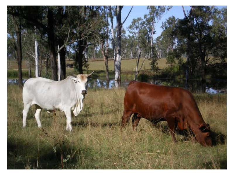 Gatton QLD 4343