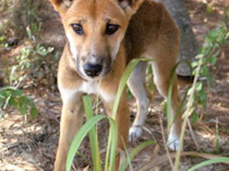 Fraser Island QLD 4581