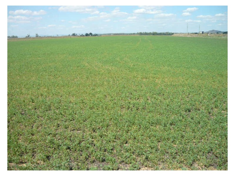 College View QLD 4343