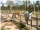 Gatton QLD 4343