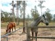 Gatton QLD 4343