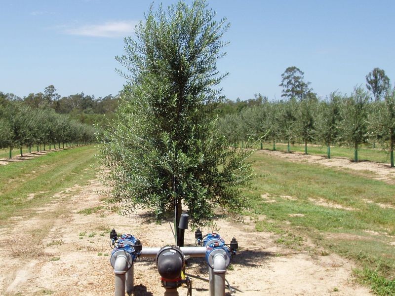 Spring Creek QLD 4343