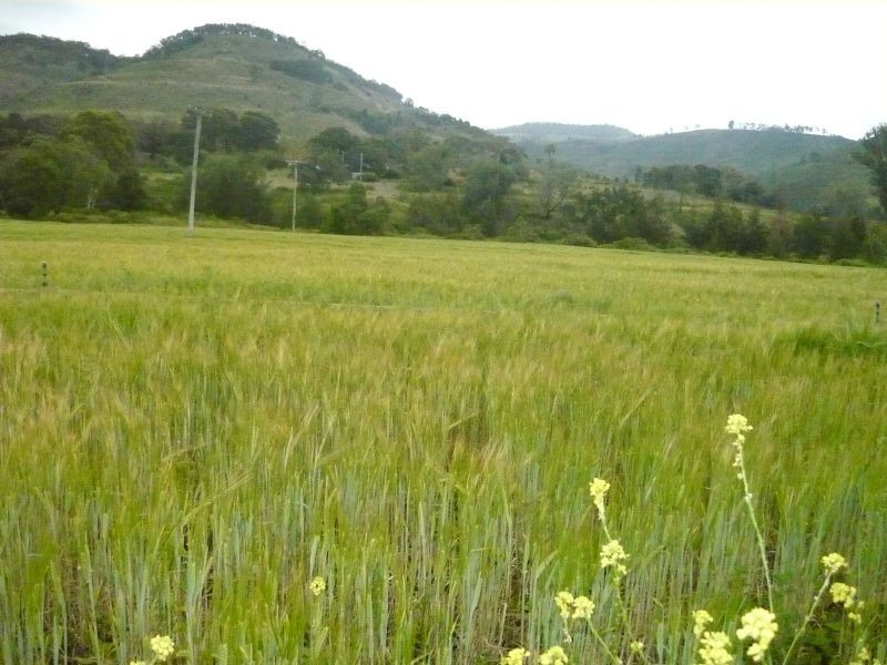 Mount Sylvia QLD 4343