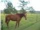 Adare QLD 4343